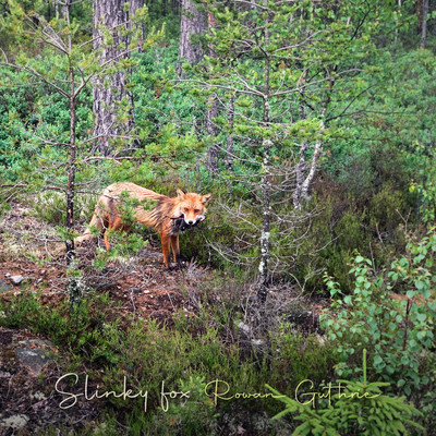 シングル/Slinky fox/Rowan Guthrie