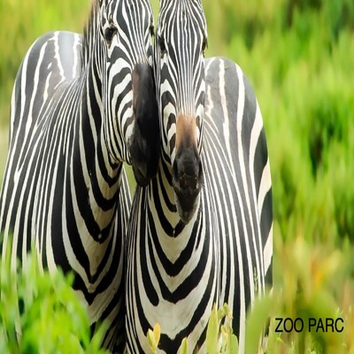 Zebra/park