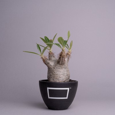 Cactipes/Blank Pot