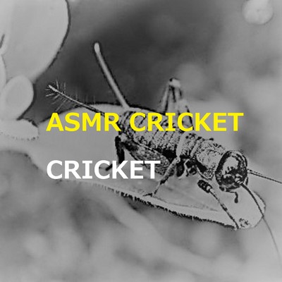 scarab/ASMR CRICKET