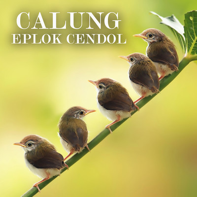 アルバム/Calung Eplok Cendol/Darso