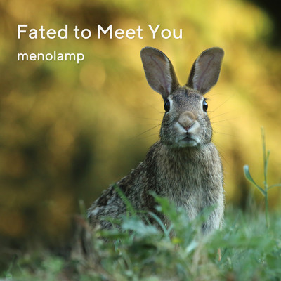 アルバム/Fated to Meet You/menolamp