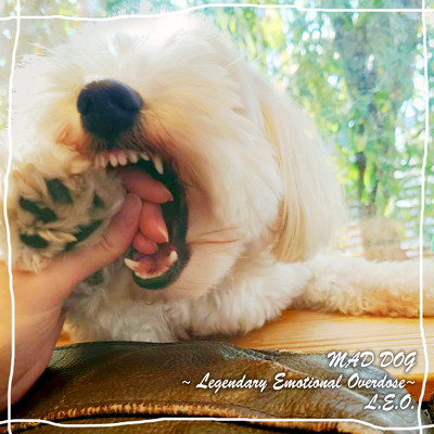 アルバム/MAD DOG 〜Legendary Emotional Overdose〜/L.E.O.