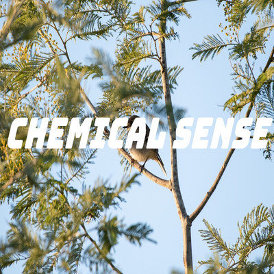 アルバム/Chemical Sense/Pain associate sound