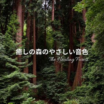 アルバム/癒しの森のやさしい音色/Dream Star