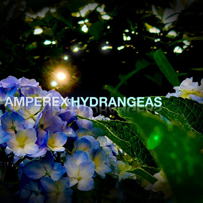 Hydrangeas/AMPEREX