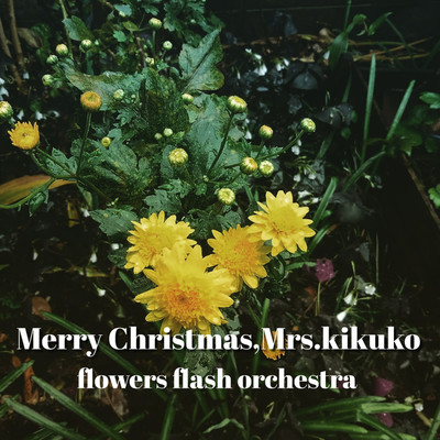 シングル/メリークリスマス 菊子/flowers flash orchestra