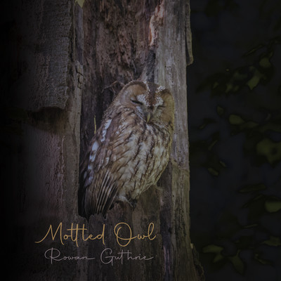 シングル/Mottled Owl/Rowan Guthrie