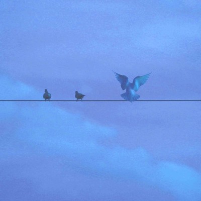 シングル/Bluebird Fly/Marcus D
