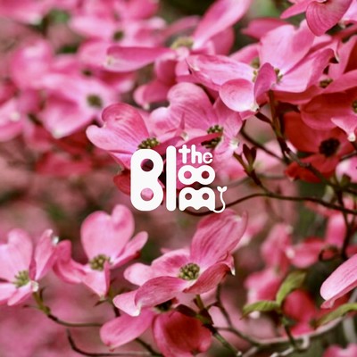 シングル/ハナミズキ (feat. 一青窈) [Cover]/the bloom