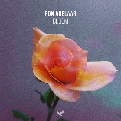 Bloom/Ron Adelaar