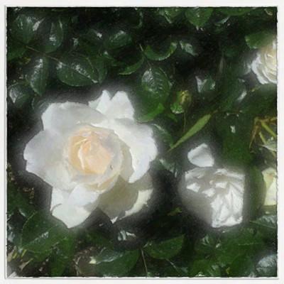 Princess of Wales Roses/plant cell