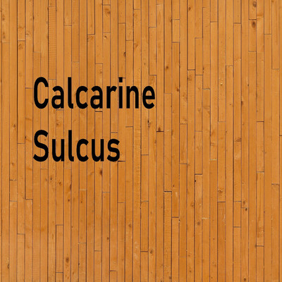 アルバム/Calcarine Sulcus/Agnosia fact