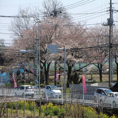 シングル/SaKuRa/誠二