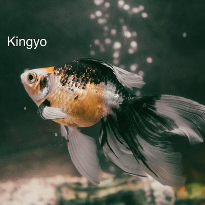 Kingyo/DJ Shinsuke ！