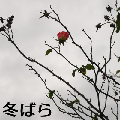 冬ばら/Eden No.87 feat. めろう