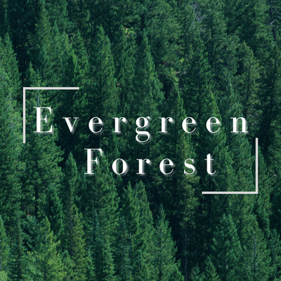Evergreen Forest/Relaxing BGM Project