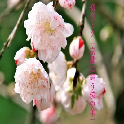 初音ミク「京都に舞う桜の華」/ナナシP
