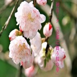 着うた®/初音ミク「京都に舞う桜の華」/ナナシP