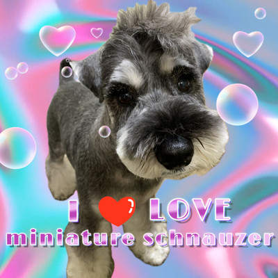 シングル/I love miniature schnauzers/megwhite