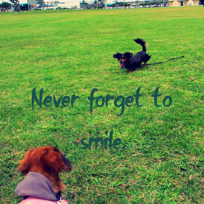 Never forget to smile/夕方の犬(U ・ェ・)