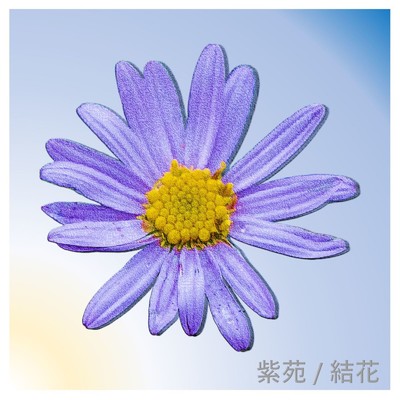 紫苑/結花