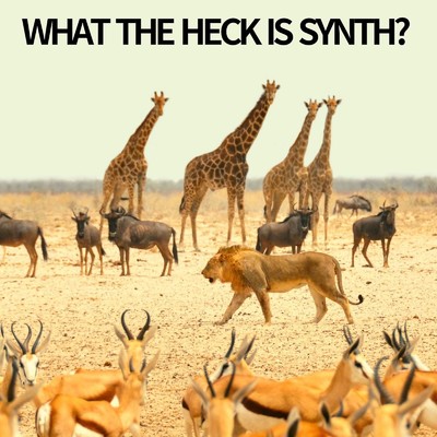 What the Heck Is Synth？/STELNA