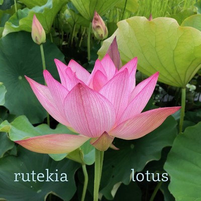 アルバム/lotus (2023 Remastered)/rutekia