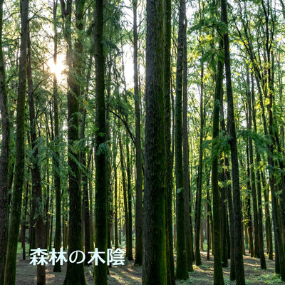 アルバム/森林の木陰/小森弘