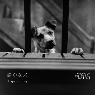 アルバム/静かな犬/DiVa