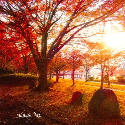 autumn tree/hikaruhayano