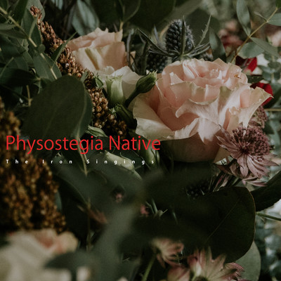 Physostegia Native/The Iron Singings