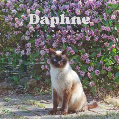 Daphne/Captain Leaf Ball