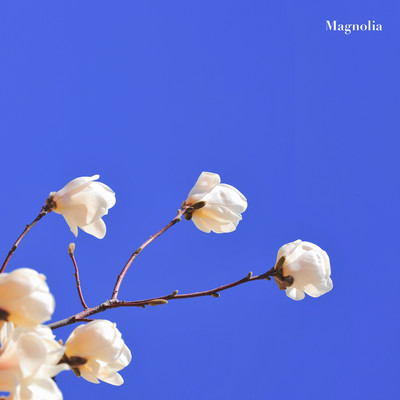 シングル/Magnolia/Aden