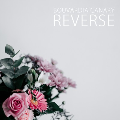 Bouvardia Canary/Reverse atam