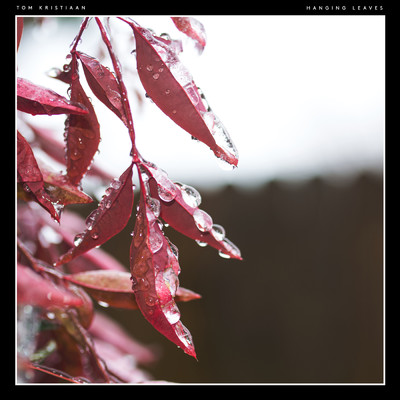 Hanging Leaves/Tom Kristiaan
