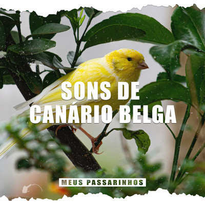 アルバム/Sons de Canario Belga/Meus Passarinhos
