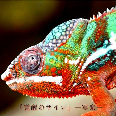 アルバム/覚醒のサイン/写楽