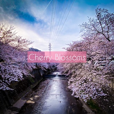 Cherry Blossoms/yoshiyan
