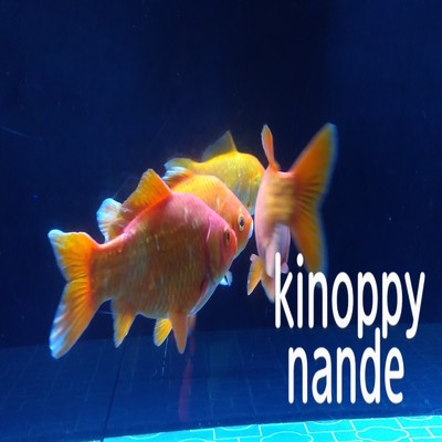 シングル/nande/kinoppy