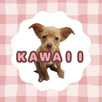 KAWAII/なにもno