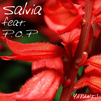 シングル/Salvia (feat. P.O.P)/YAPANI！