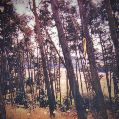 シングル/Your Trees/Federico Albanese