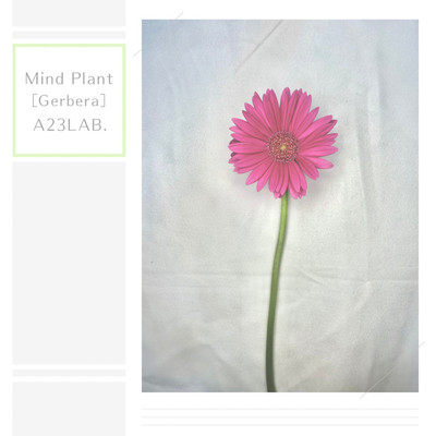 Mind Plant[Gerbera]/A23LAB.