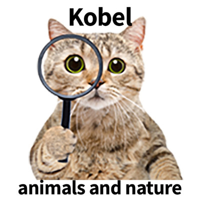 animals and nature/kobel