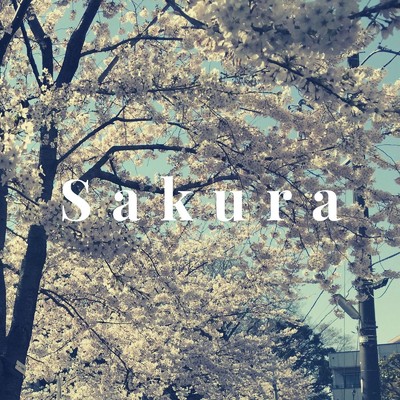 Sakura/筒井タケオ
