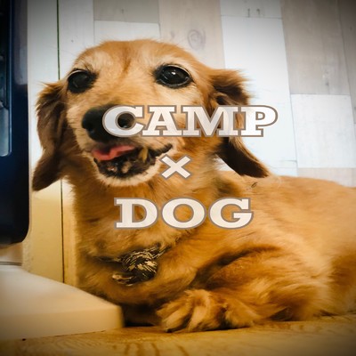 camp dog/camp dog
