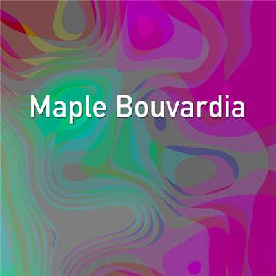 Maple Bouvardia/Iberis Destroy Cherry