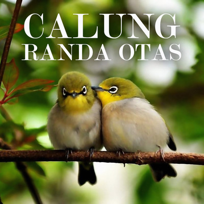 アルバム/Calung Randa Otas/Darso