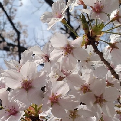 同期の桜 (Cover)/鄭 清子